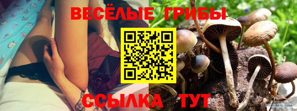 Галлюциногенные грибы прущие грибы Соль-Илецк